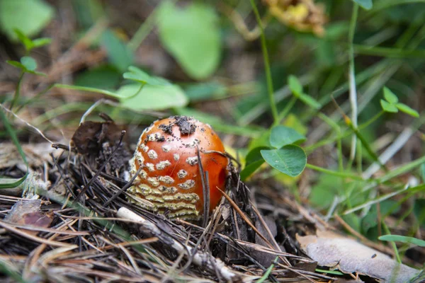 Champignon dans la forêt — Photo