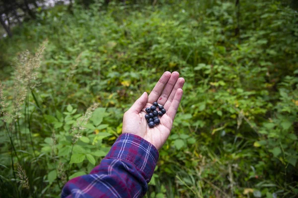 Ripe forest blueberries on the woman's hand — Stock Photo, Image
