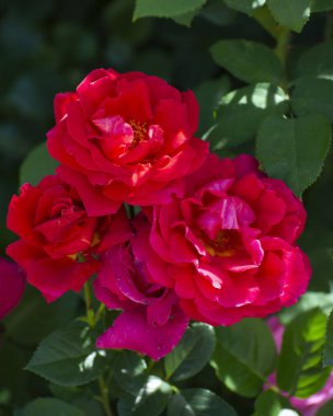 Yaz yeşil bahçesinde kırmızı güller