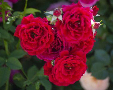 Yaz yeşil bahçesinde güzel çiçek açan güller