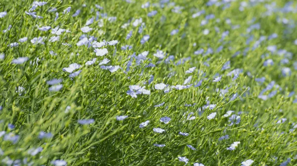 Campo de linho florescente — Fotografia de Stock