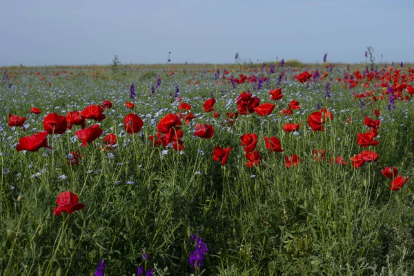 Bloeiende vlas en poppy — Stockfoto