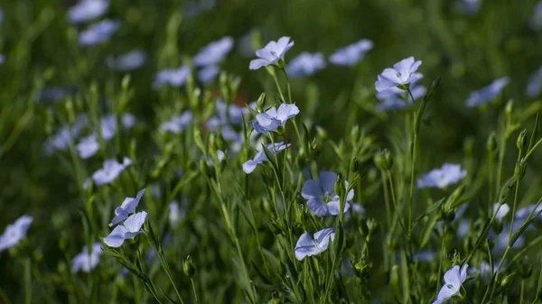 Campo de lino floreciente —  Fotos de Stock