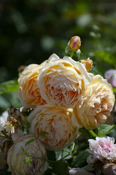 Belle rose in fiore nel giardino verde estivo — Foto Stock