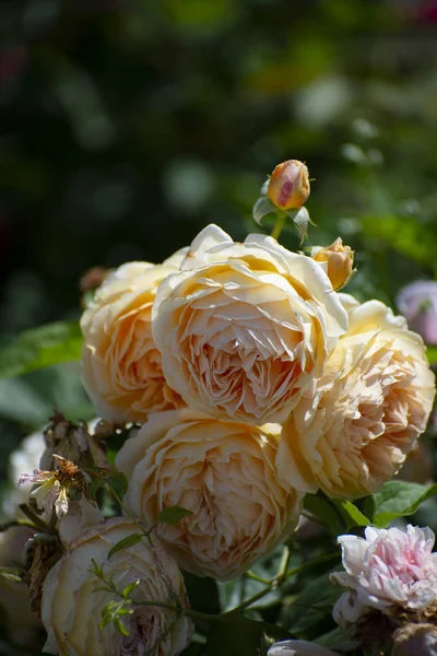 Belle rose in fiore nel giardino verde estivo — Foto Stock