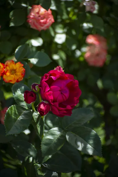 Belle rose in fiore nel giardino verde estivo — Foto Stock