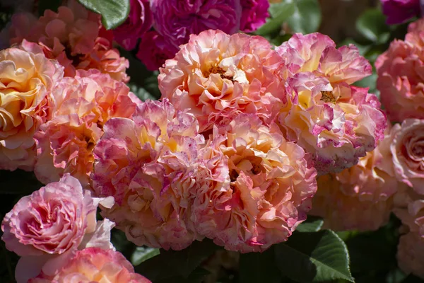 Piękne kwitnące róże w letnim zielonym ogrodzie — Zdjęcie stockowe