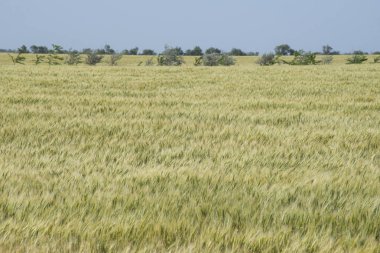 Kırım'da yaz buğday tarlası