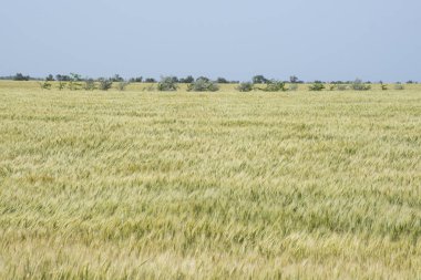 Kırım'da yaz buğday tarlası