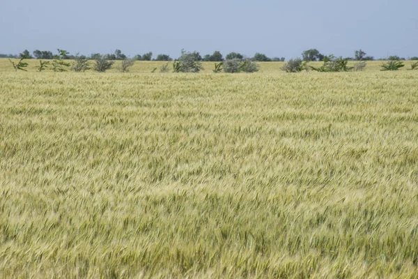 Καλοκαιρινό χωράφι σιταριού στην Κριμαία — Φωτογραφία Αρχείου