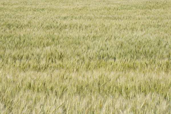 Summer wheat field background — Stock Photo, Image