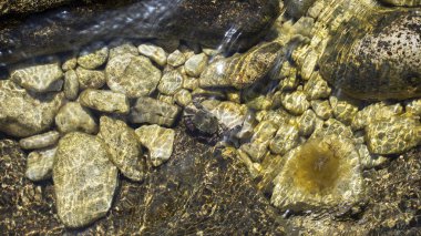 Su altında taşlar üzerinde yengeç, Karadeniz