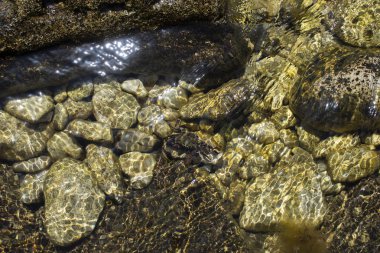 Su altında taşlar üzerinde yengeç, Karadeniz
