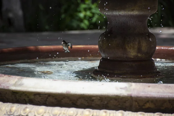 Spatzenvogel plätschert im Brunnenwasser — Stockfoto