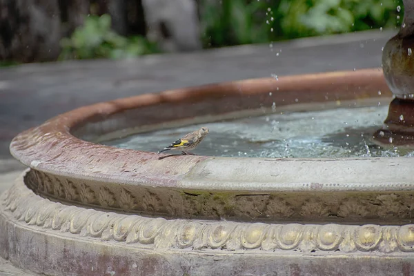 Pájaro gorrión salpica en el agua de la fuente — Foto de Stock