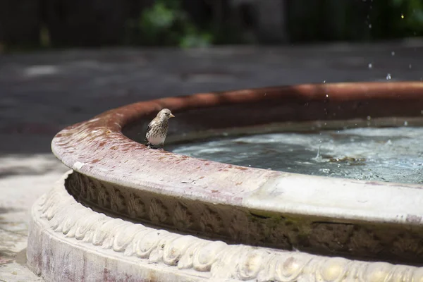 Vogel bij fontein — Stockfoto