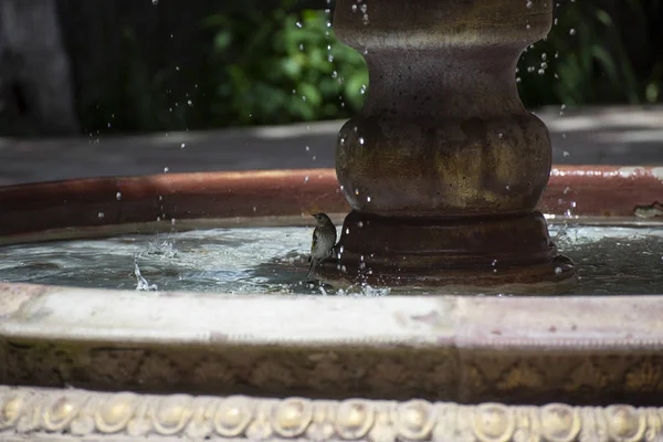 Sparrow bij de fontein op een warme zomerdag — Stockfoto