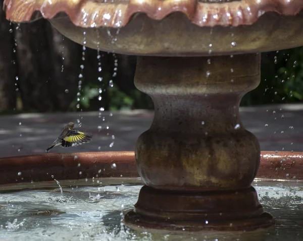 Gorrión salpica en el agua de una fuente en un verano caluroso — Foto de Stock