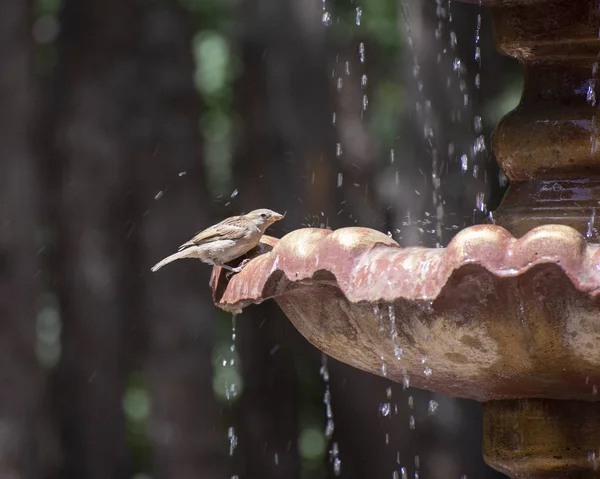 Spatzenvogel plätschert an heißen Sommertagen im Brunnenwasser — Stockfoto