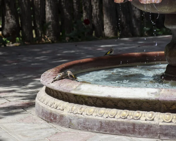 Gorriones cerca de la fuente en un cálido día de verano — Foto de Stock