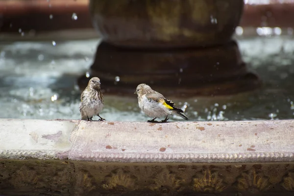 Sparrows near the fountain on a hot summer day — Stock Photo, Image