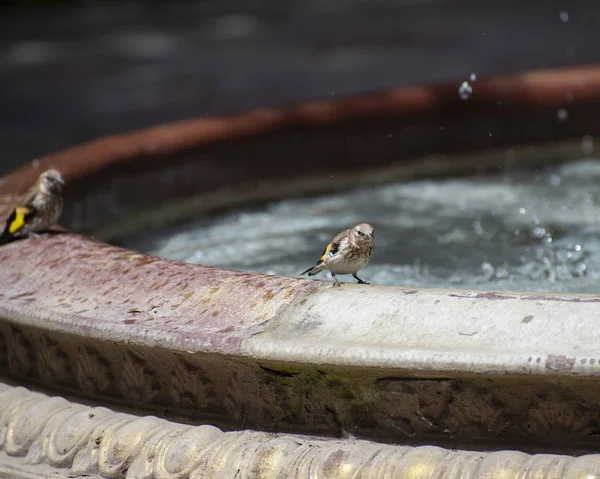 Spatzen am Brunnen an einem heißen Sommertag — Stockfoto