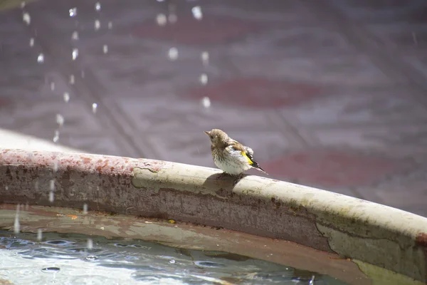 Sperlingsvogel am Brunnen an einem heißen Sommertag — Stockfoto