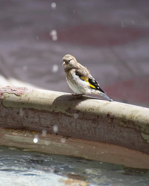 Sparrow bird near the fountain on a hot summer day
