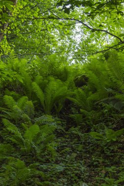 Boxwood yosun kaplı orman