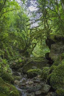 Boxwood yosun kaplı orman