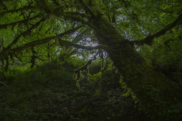 ボックスウッド苔で覆われた森 — ストック写真