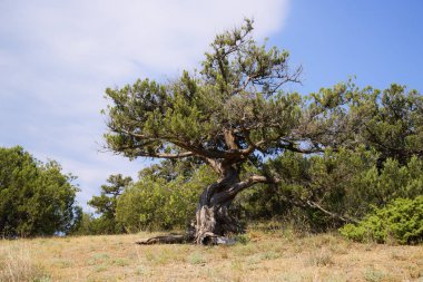 Karadeniz'in kayalık sahilinde çam ağacı