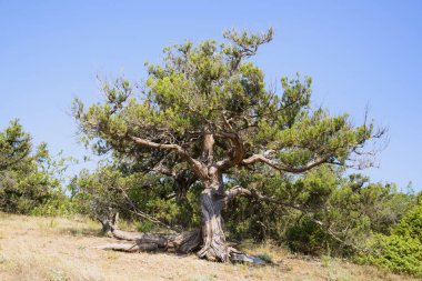 Karadeniz'in kayalık kıyısında ki kutsal ardıç, Kırım