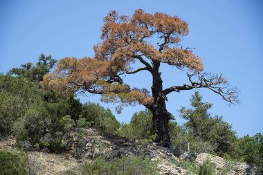 Karadeniz'in kayalık sahilinde çam