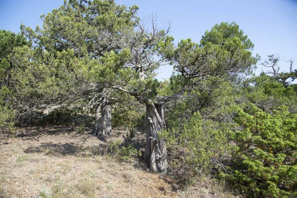 黑海岩石海岸的松树 — 图库照片