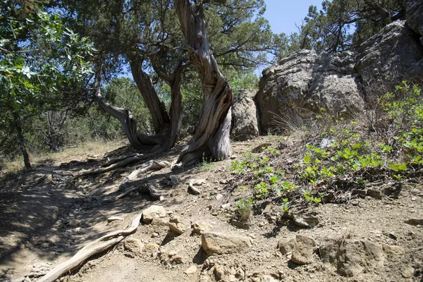 Relict pine on a rocky seashore of Black sea — Stock Photo, Image