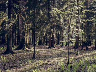 Güzel Kafkas Ormanı