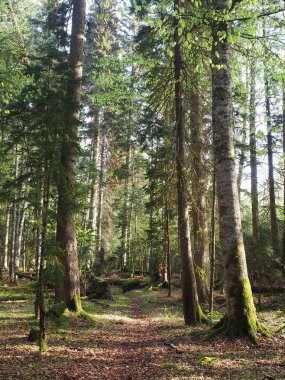 Güzel Kafkas Ormanı