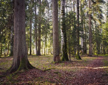 Güzel Kafkas Ormanı