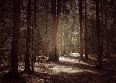 Güzel Kafkas Ormanı