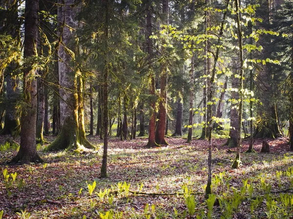 Krásný kavkazský les — Stock fotografie