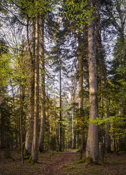 Relikt Kiefernwald im Kaukasus — Stockfoto