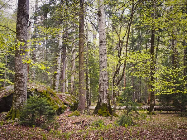 Beautiful caucasus forest — Stock Photo, Image