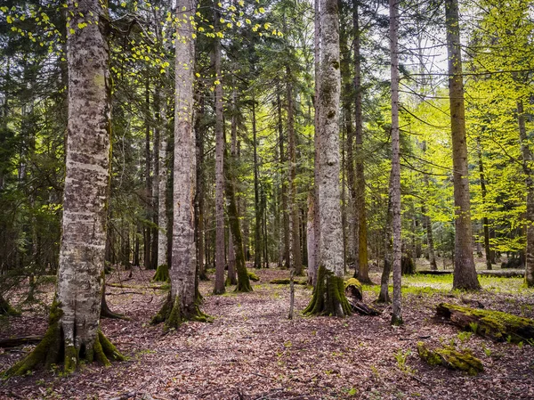 Hermoso bosque del Cáucaso — Foto de Stock