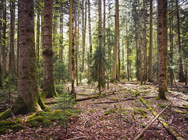 Красивый кавказский лес — стоковое фото