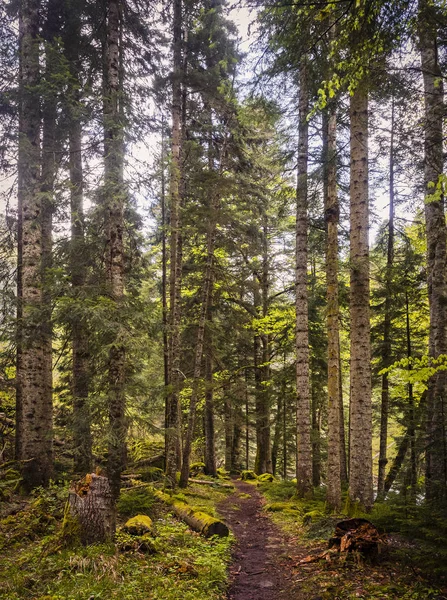 Krásný kavkazský les — Stock fotografie