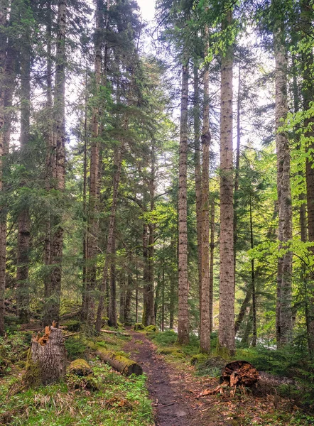 Bela floresta do Cáucaso — Fotografia de Stock