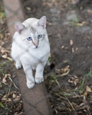 Bir kedinin portresi