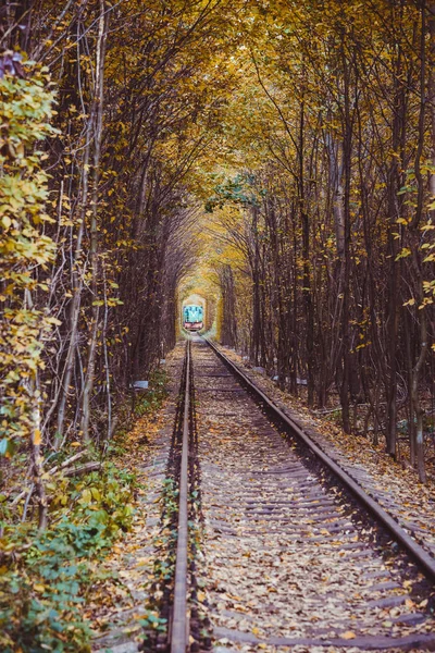 Залізниця в осінньому лісі — стокове фото