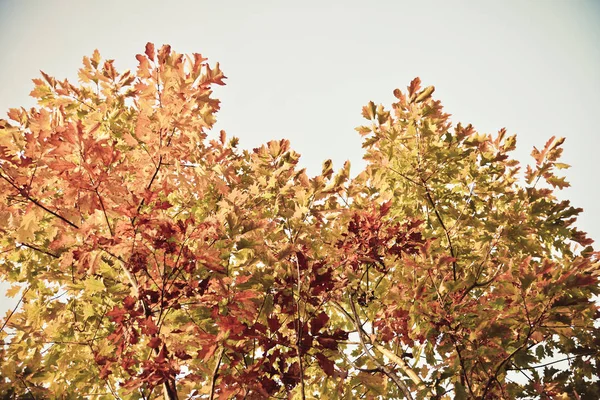 十月秋天森林风景 — 图库照片